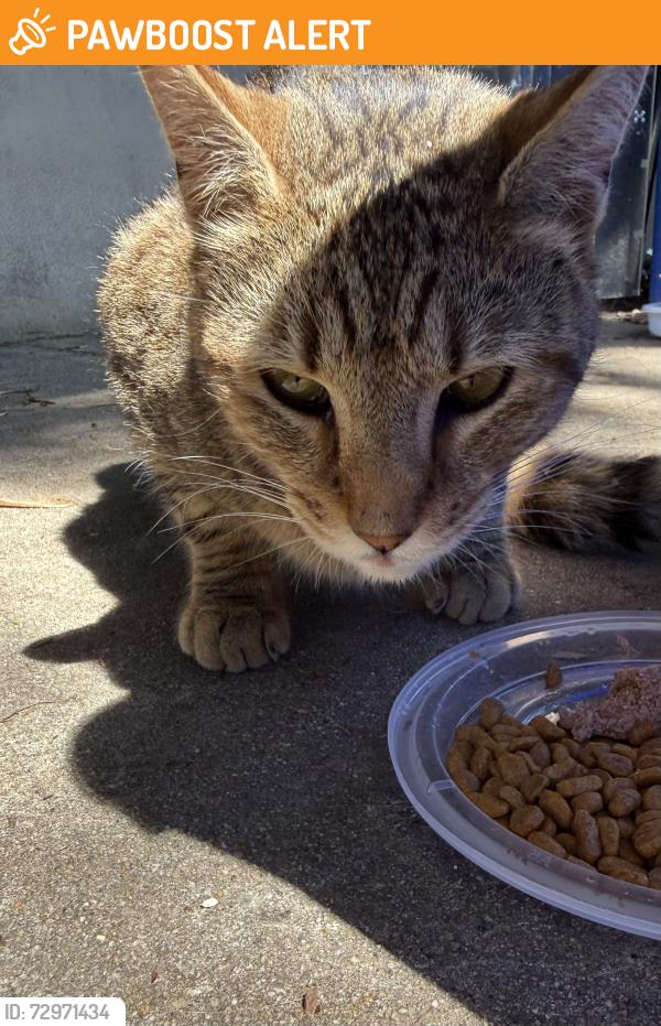Found/Stray Unknown Cat last seen Marshall road , Upper Darby Township, PA 19082