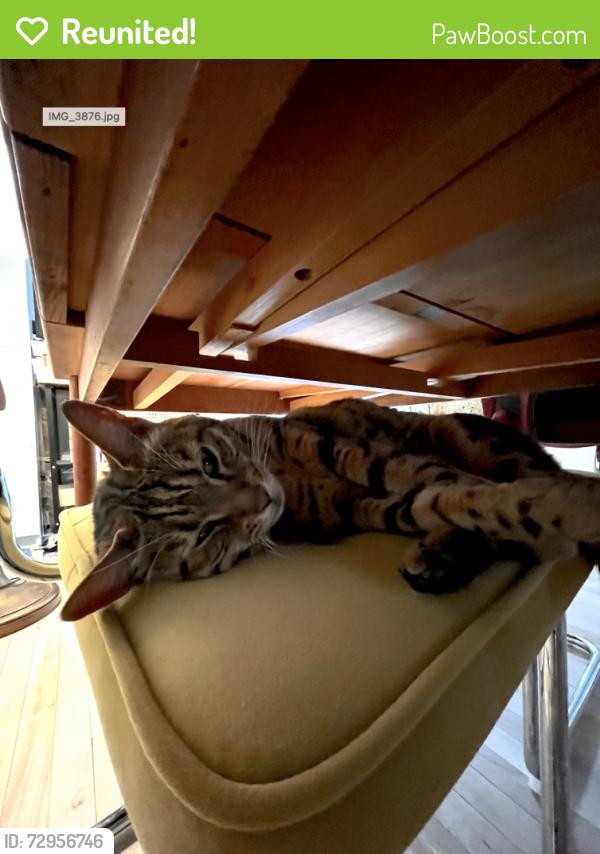 Reunited Male Cat last seen Near Marquette, Le Plateau, Montréal, QC H2J 3X1