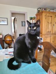 Reunited Male Cat last seen N 12th and Monroe , Tacoma, WA 98406