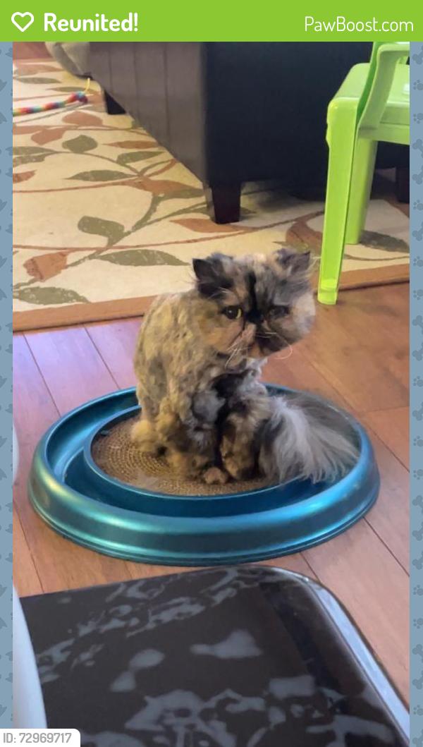 Reunited Female Cat last seen Corner of Mariner Cres and Adsum, Winnipeg, MB R2P 0T7