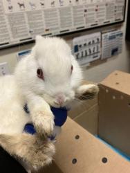 Shelter Stray Male Rabbit last seen Near BLK E 7TH ST, LONG BEACH, CA 90813, 7700 E Spring St, Long Beach, CA 90815, USA