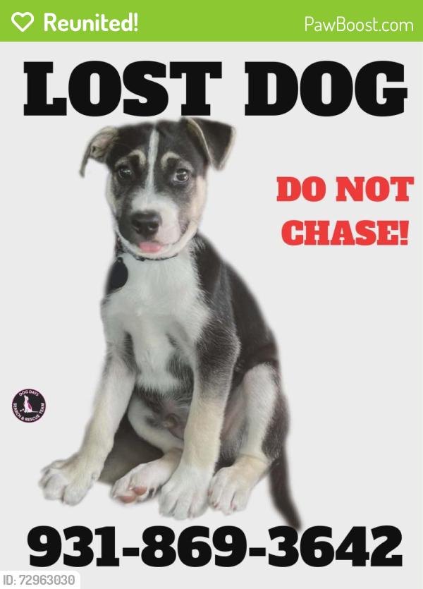 Reunited Male Dog last seen W jackson street and mill drive , Cookeville, TN 38501