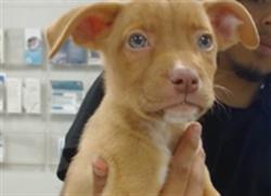 Shelter Stray Male Dog last seen RENO AVE, DEL CITY, OK 73115, Oklahoma City, OK 73129