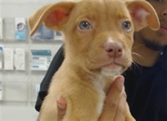 Shelter Stray Male Dog last seen RENO AVE, DEL CITY, OK 73115, Oklahoma City, OK 73129