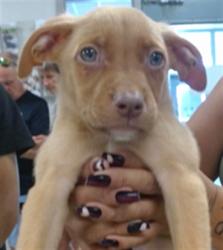 Shelter Stray Male Dog last seen RENO AVE, DEL CITY, OK 73115, Oklahoma City, OK 73129
