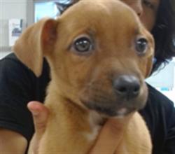 Shelter Stray Male Dog last seen RENO AVE, DEL CITY, OK 73115, Oklahoma City, OK 73129