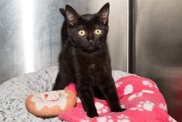 Shelter Stray Female Cat last seen , Santa Monica, CA 90404