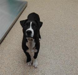 Shelter Stray Female Dog last seen Near BLOCK 4TH ST NW, ALBUQUERQUE NM 87114, Albuquerque, NM 87105