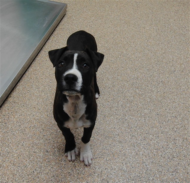 Shelter Stray Female Dog last seen Near BLOCK 4TH ST NW, ALBUQUERQUE NM 87114, Albuquerque, NM 87105