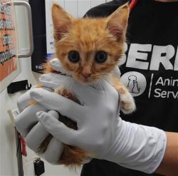 Shelter Stray Male Cat last seen WILLIAMS ST SE, Albuquerque, NM 87105