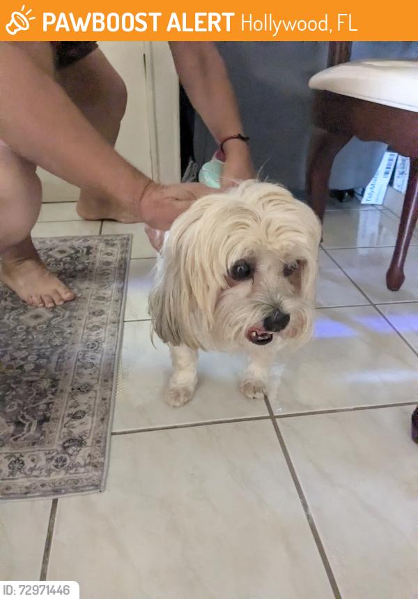 Found/Stray Female Dog last seen NW 76 Ave. Pembroke pines species, Hollywood, FL 33020