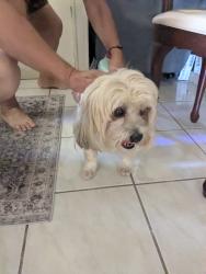 Found/Stray Female Dog last seen NW 76 Ave. Pembroke pines species, Hollywood, FL 33020
