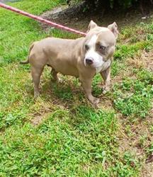 Shelter Stray Female Dog last seen Near BLOCK W OAKLAND PARK BLVD, OAKLAND PARK FL 33311, Davie, FL 33312