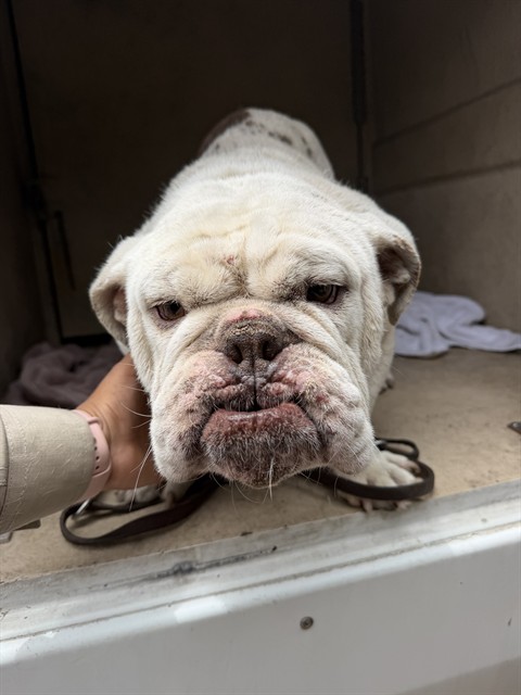 Shelter Stray Male Dog last seen , Chula Vista, CA 91911