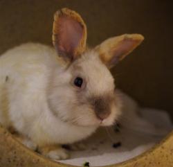 Shelter Stray Male Other last seen BANNON CREEK RD & MILLCREEK DR, 2127 Front St, Sacramento, CA 95818, USA