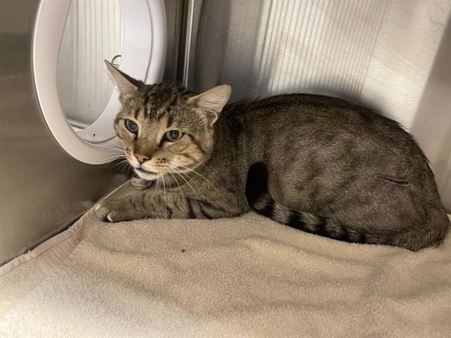 Shelter Stray Male Cat last seen 1ST STREET, Auburn, CA 95603