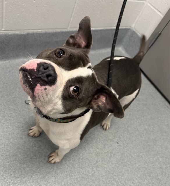 Shelter Stray Female Dog last seen Near , Indianapolis, IN 46221