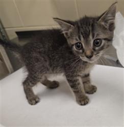 Shelter Stray Female Cat last seen W 3RD ST/SF, Sanford, FL 32773