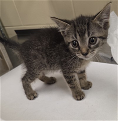 Shelter Stray Female Cat last seen W 3RD ST/SF, Sanford, FL 32773
