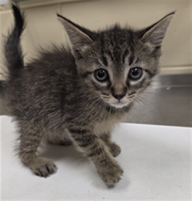 Shelter Stray Female Cat last seen W 3RD ST/SF, Sanford, FL 32773