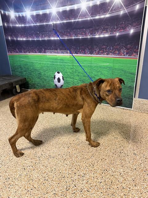 Shelter Stray Female Dog last seen Near BLOCK NE 4 CT, Doral, FL 33122