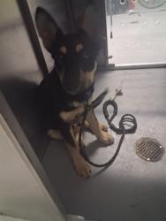 Shelter Stray Male Dog last seen SR 178 AT M STREET, Bakersfield, CA 93307