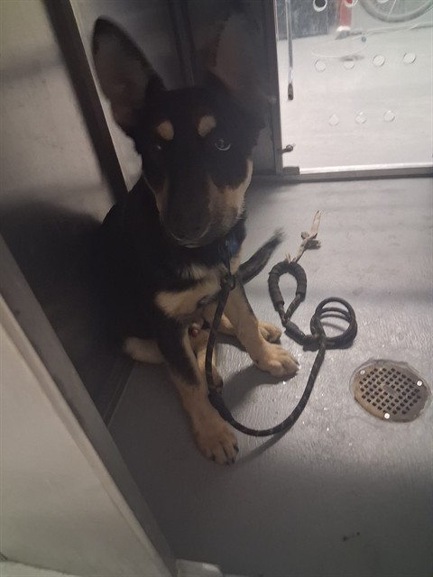 Shelter Stray Male Dog last seen SR 178 AT M STREET, Bakersfield, CA 93307