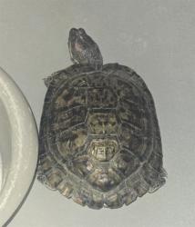 Shelter Stray Female Other last seen HARVEST CREEK ST BAKERSFIELD, Bakersfield, CA 93307