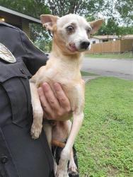 Shelter Stray Male Dog last seen Near BLOCK RUSTLEAF, San Antonio, TX 78227