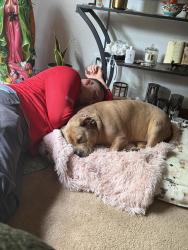 Reunited Female Dog last seen West Case and Godown Rd, Columbus, OH 43235