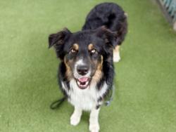 Shelter Stray Male Dog last seen , Los Angeles, CA 90025