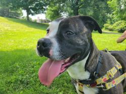 Shelter Stray Female Dog last seen Near BLOCK S CLAY ST, 3528 Newburg Rd, Louisville, KY 40218, USA