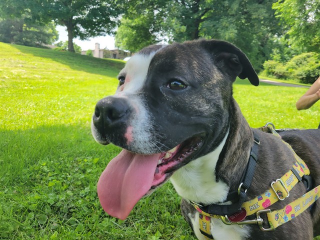 Shelter Stray Female Dog last seen Near BLOCK S CLAY ST, 3528 Newburg Rd, Louisville, KY 40218, USA