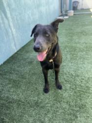 Shelter Stray Male Dog last seen , Chatsworth, CA 91311