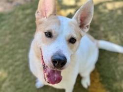 Shelter Stray Female Dog last seen Near BLOCK HIGH HILLS CIR, TALLAHASSEE FL 32312, Tallahassee, FL 32311