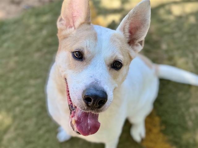 Shelter Stray Female Dog last seen Near BLOCK HIGH HILLS CIR, TALLAHASSEE FL 32312, Tallahassee, FL 32311
