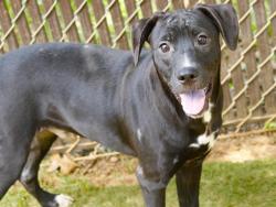 Shelter Stray Male Dog last seen Near BLOCK BILBREY DR, TALLAHASSEE FL 32303, Tallahassee, FL 32311