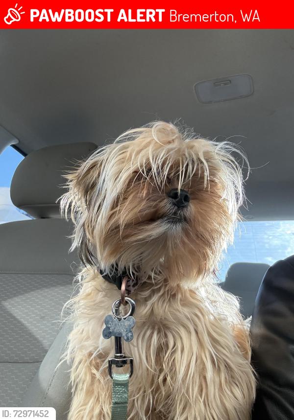 Lost Female Dog last seen Perry ave, Bremerton, WA 98310
