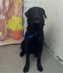 Shelter Stray Male Dog last seen MOUNT VERNON AND BELLEVIEW, San Bernardino, CA 92401