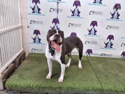 Shelter Stray Female Dog last seen , 2769 Conroy Rd, Orlando, FL 32839, USA