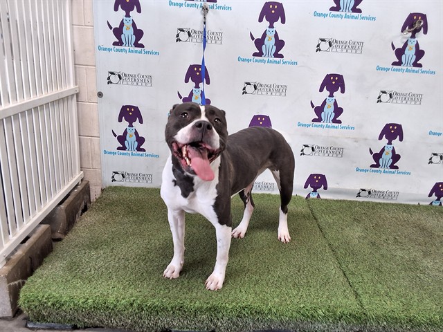 Shelter Stray Female Dog last seen , 2769 Conroy Rd, Orlando, FL 32839, USA
