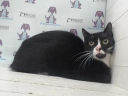 Shelter Stray Female Cat last seen , Orlando, FL 32839
