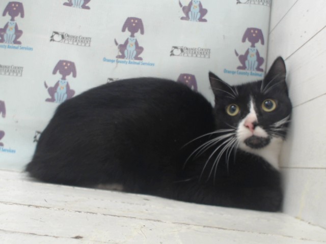 Shelter Stray Female Cat last seen , Orlando, FL 32839