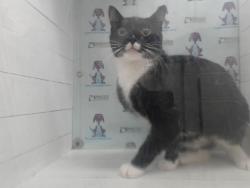 Shelter Stray Female Cat last seen , Orlando, FL 32839