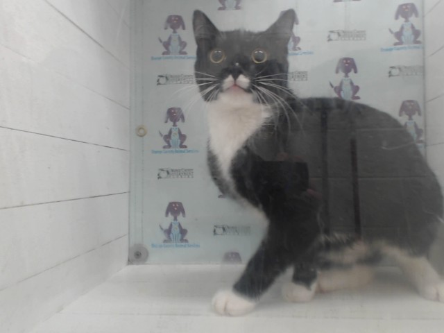 Shelter Stray Female Cat last seen , Orlando, FL 32839
