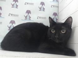 Shelter Stray Male Cat last seen , Orlando, FL 32839