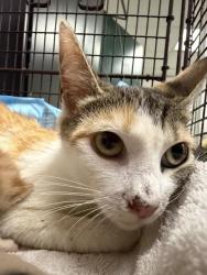 Shelter Stray Female Cat last seen N MOUNTAIN VIEW AVE X E 7TH ST, 333 Chandler Pl, San Bernardino, CA 92408, USA