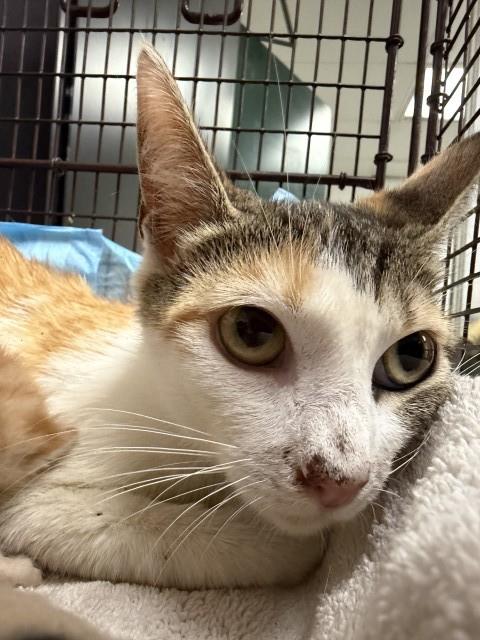 Shelter Stray Female Cat last seen N MOUNTAIN VIEW AVE X E 7TH ST, 333 Chandler Pl, San Bernardino, CA 92408, USA