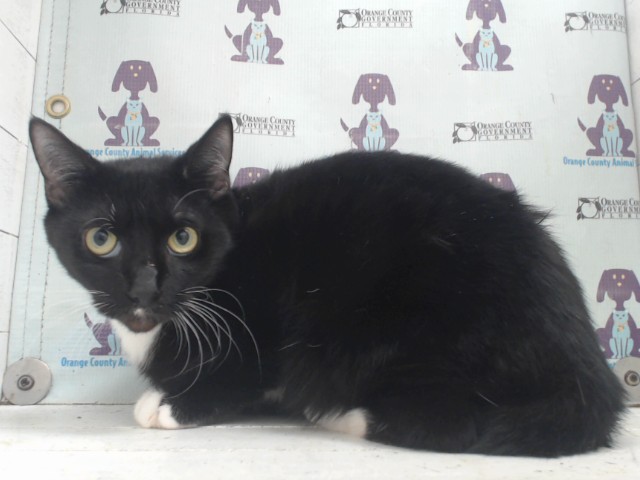Shelter Stray Female Cat last seen , Orlando, FL 32839