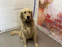 Shelter Stray Male Dog last seen MOUNT VERNON AND BELLEVIEW, San Bernardino, CA 92401